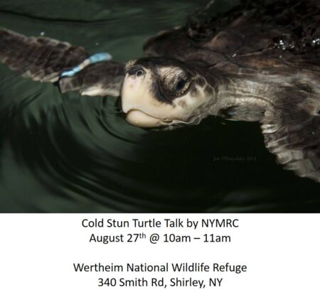 Cold Stun Turtle Talk @ Wertheim National Wildlife Refuge | Shirley | New York | United States
